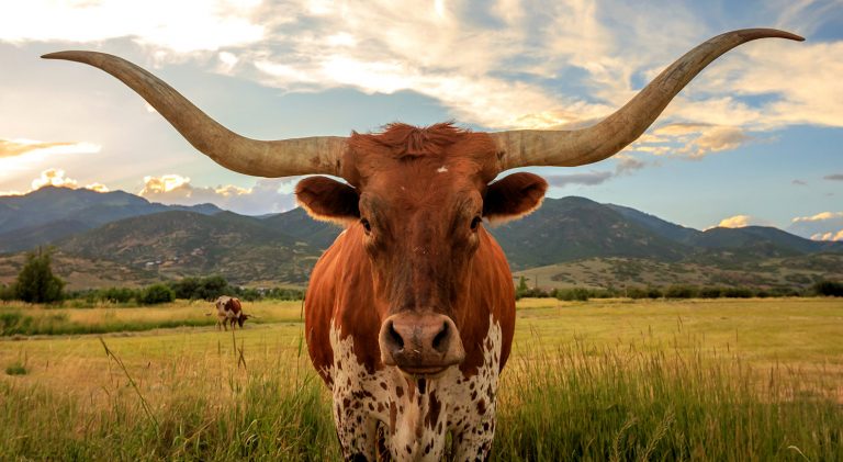Ag Exemption Texas Longhorn